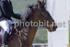 50328204
